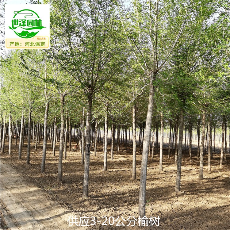 3公分榆树产地价格,规模大