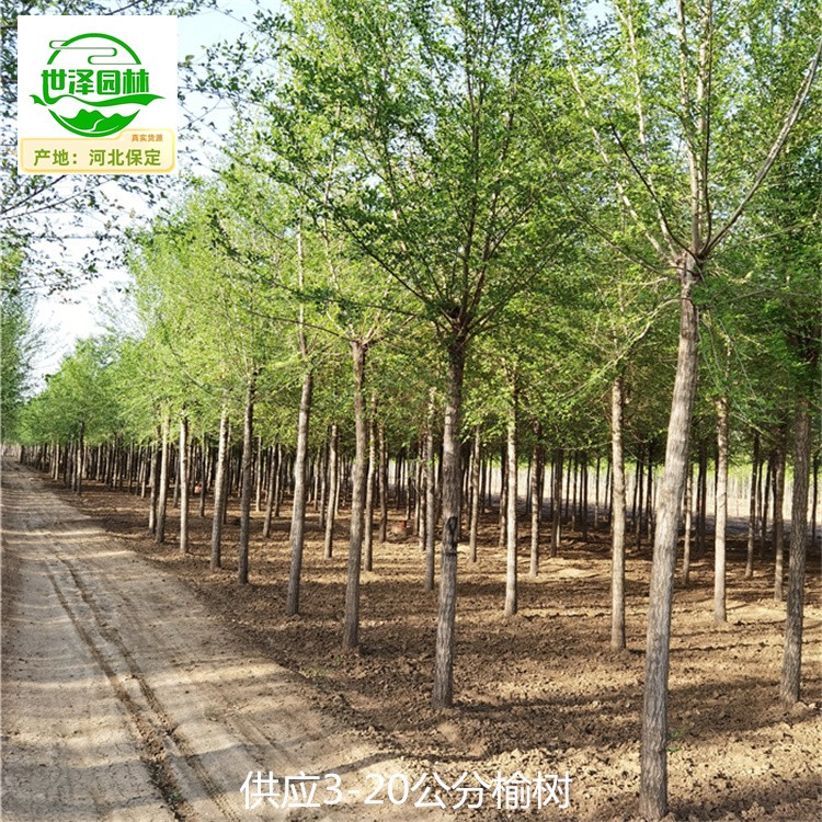4公分榆树产地出售,规模大