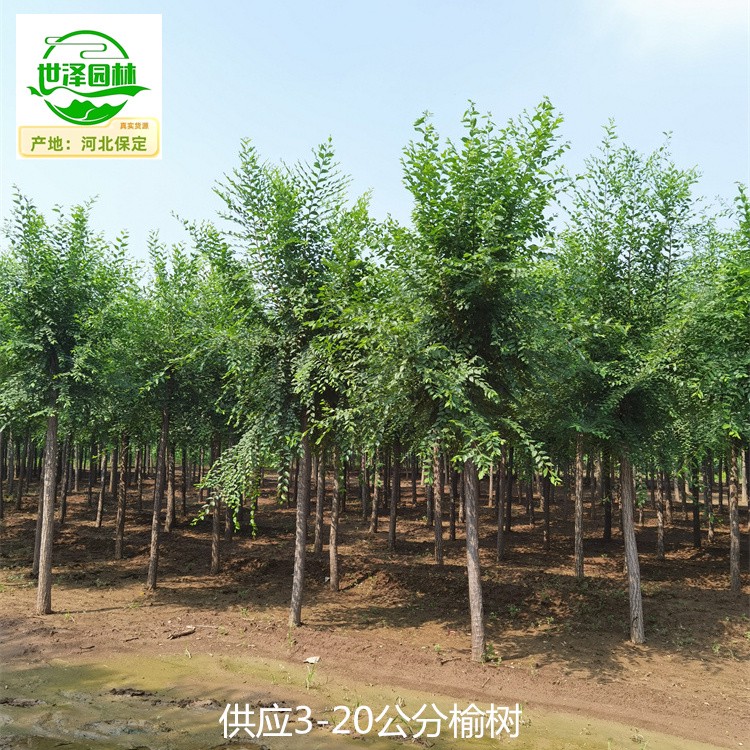 2公分榆树产地报价,规模大