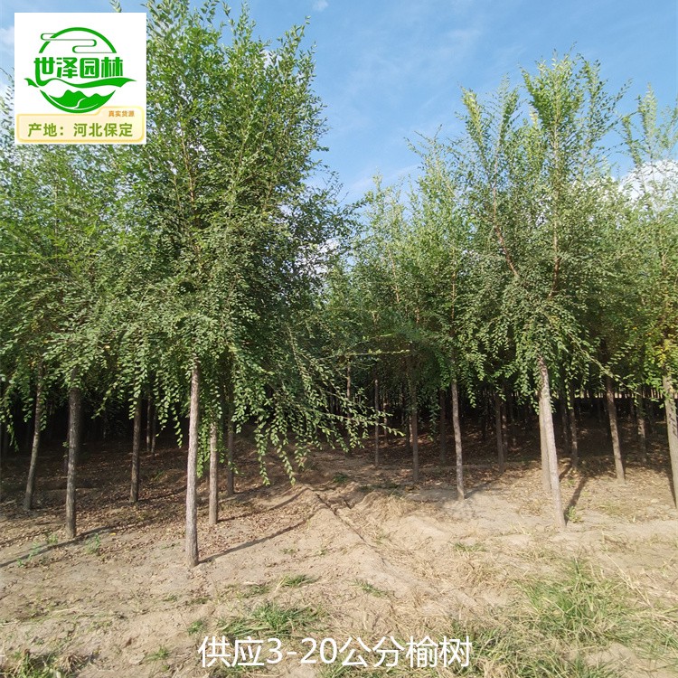 2公分榆树厂家价格,白榆树