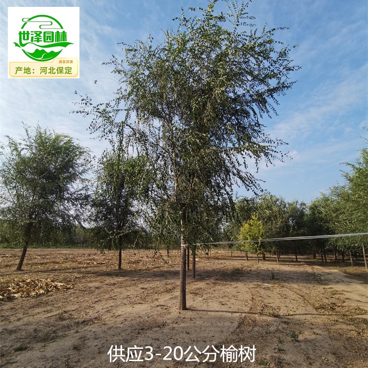 9公分榆树苗圃报价,规模大