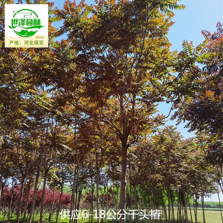 15公分千头椿树苗供应