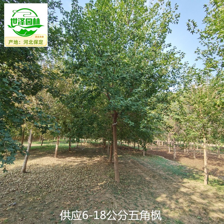 22公分五角枫树苗供应