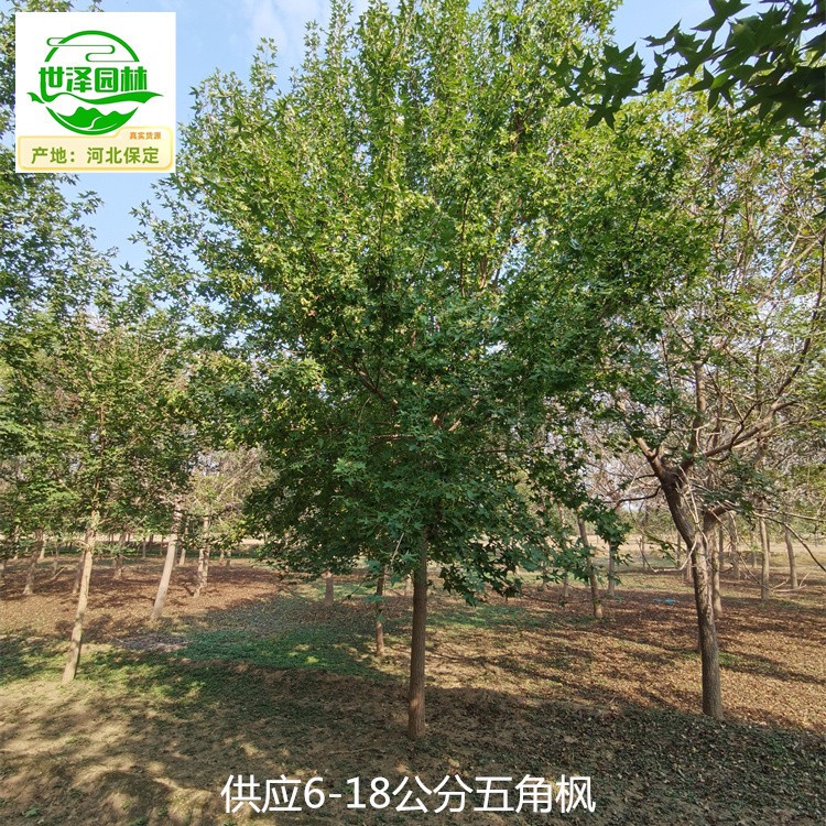 山西晋城五角枫苗木供应