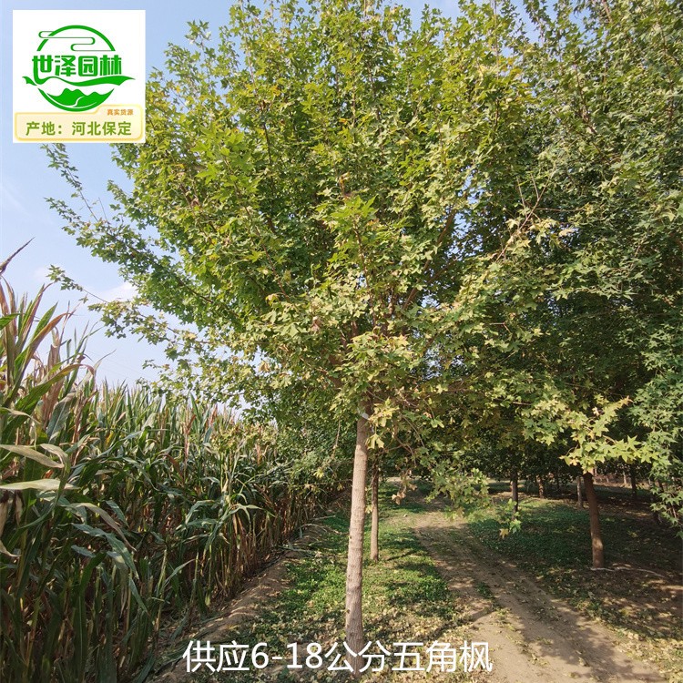 25公分五角枫苗木供应