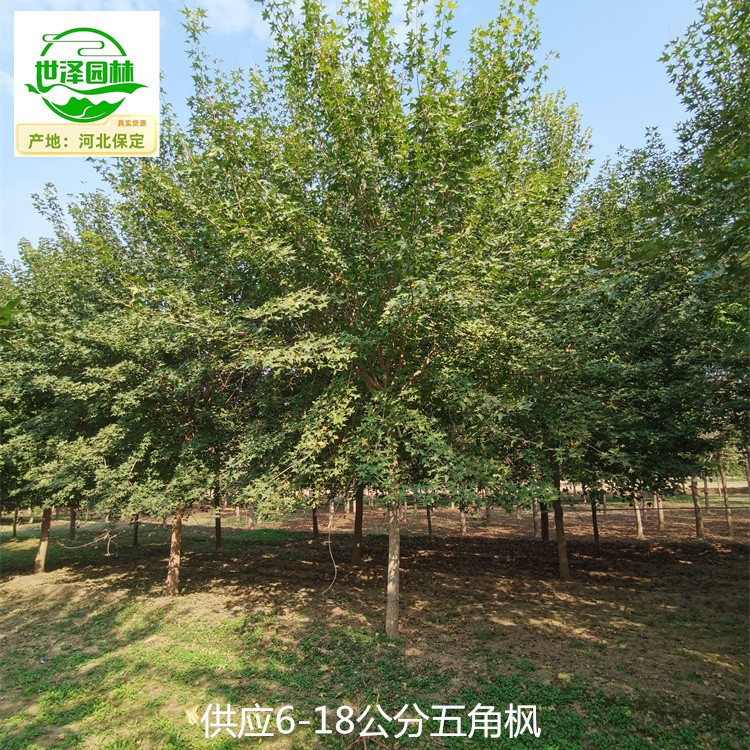 沧州五角枫产地供应
