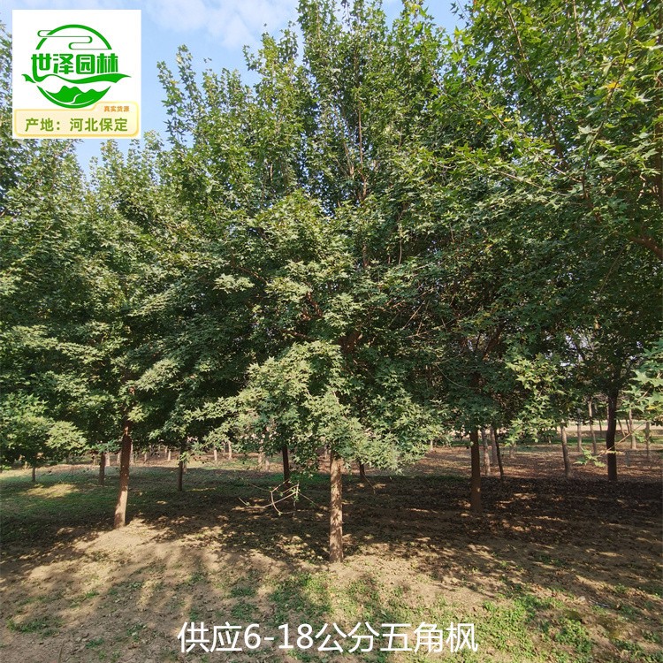 重庆巴南五角枫厂家价格