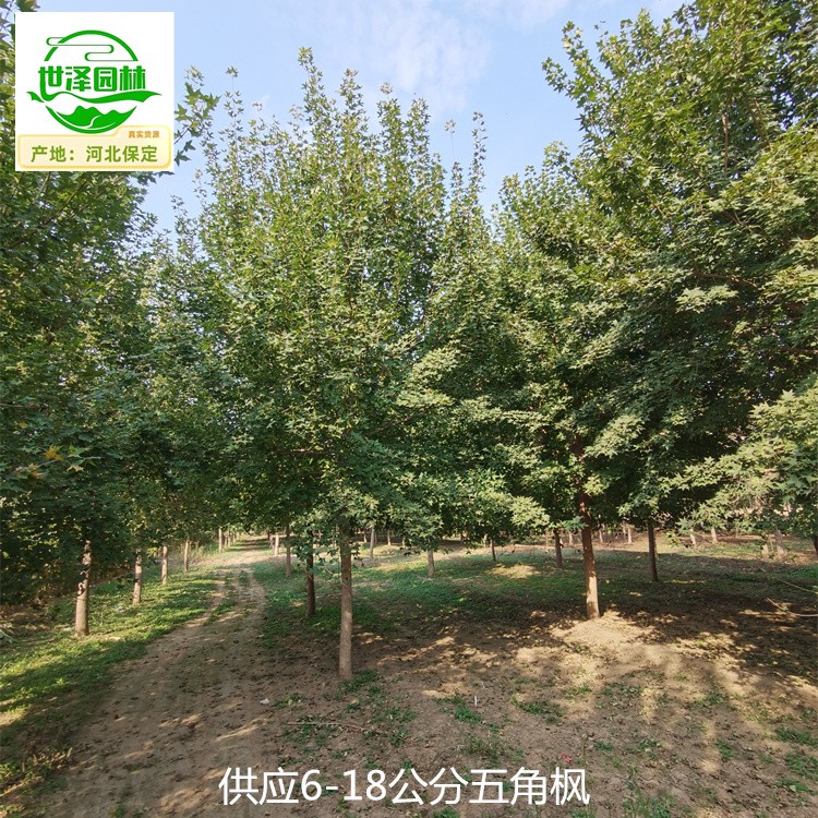 20公分五角枫厂家批发