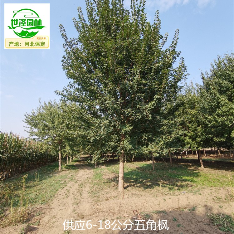 25公分五角枫苗圃批发