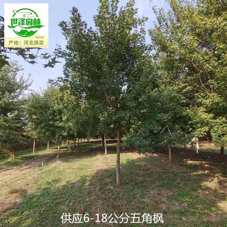 25公分五角枫树苗出售