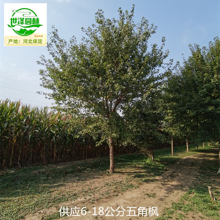 四川阿坝五角枫,元宝枫