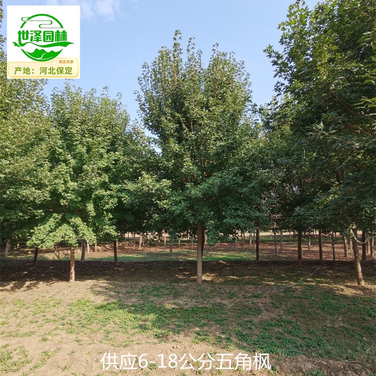 新疆哈密五角枫,元宝枫