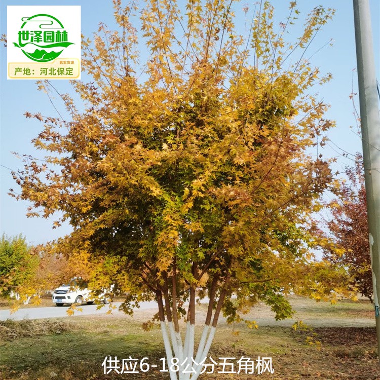 湖北黄冈五角枫产地供应