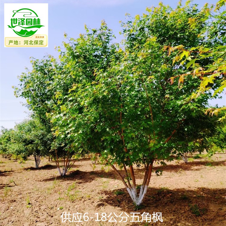 22公分五角枫苗圃报价