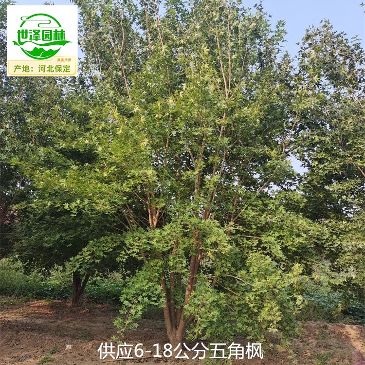 江苏宿迁五角枫,元宝枫