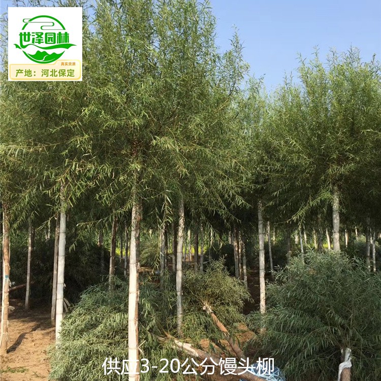 17公分馒头柳树出售,柳树