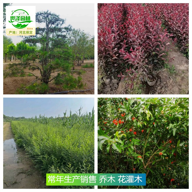 甘肃临夏苗木厂家批发,乔木