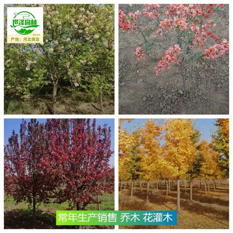 沧州苗木厂家报价,花木
