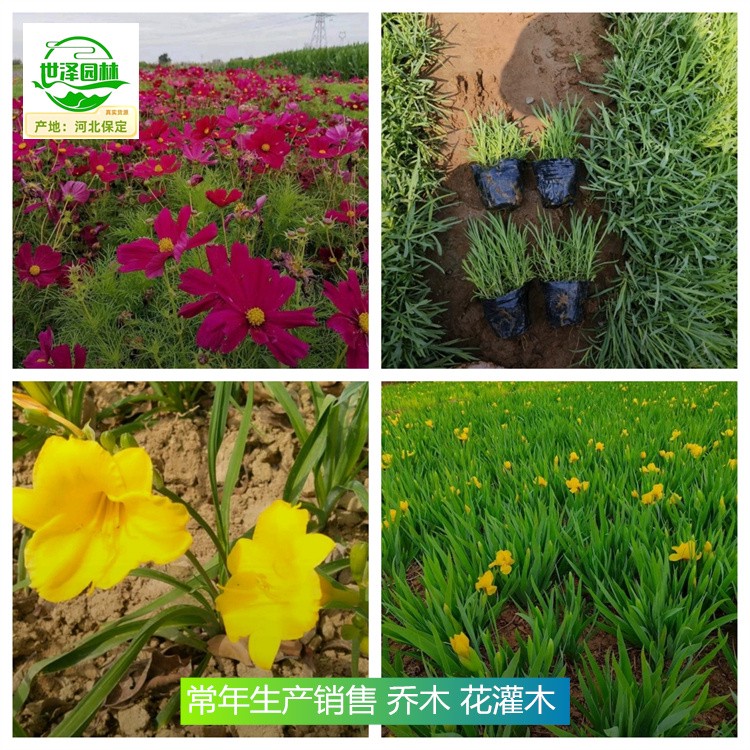 山西临汾苗木基地价格,乔木