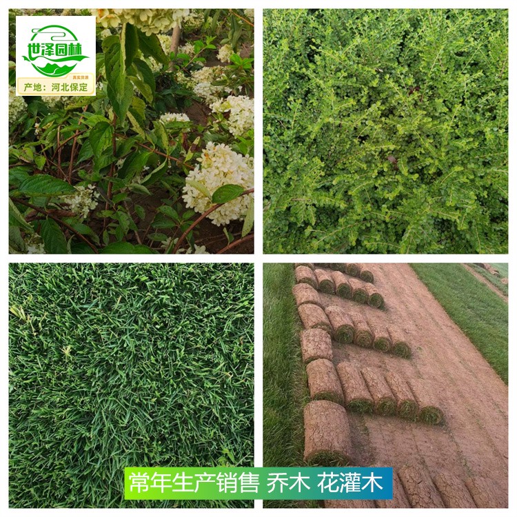 内蒙古呼伦贝尔苗木,花灌木