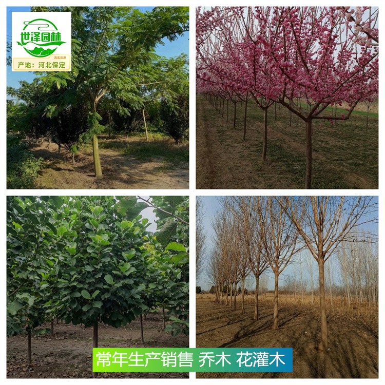 重庆长寿苗木基地报价,乔木