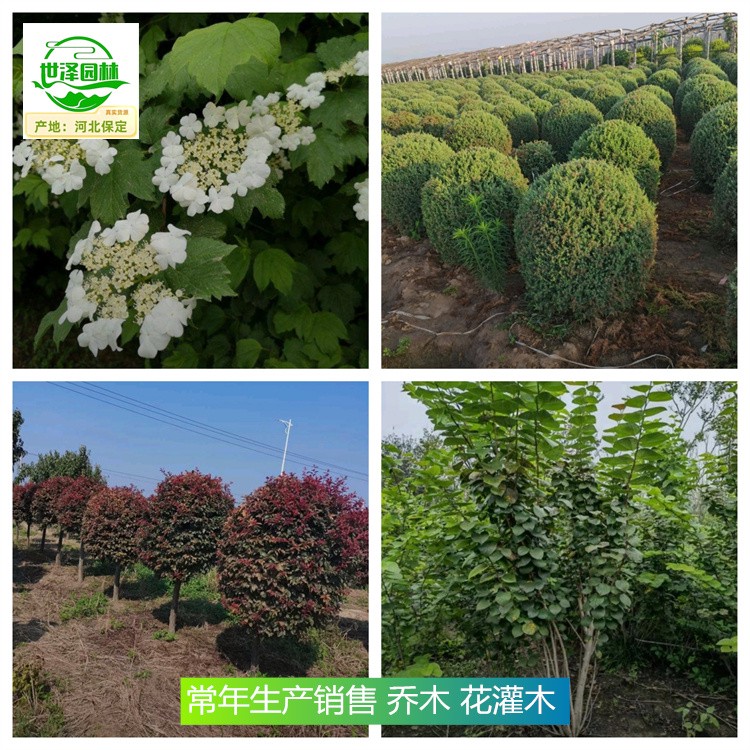 新疆喀什苗木产地报价,苗圃