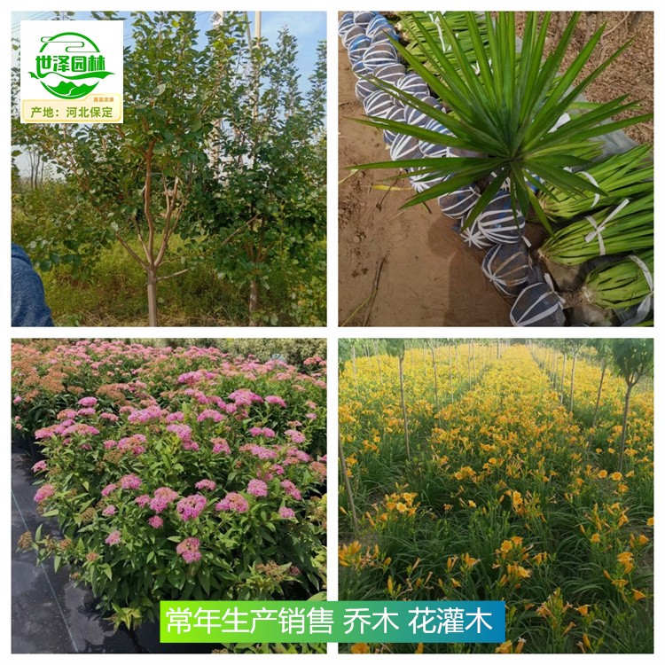 甘肃兰州苗木产地价格,乔木