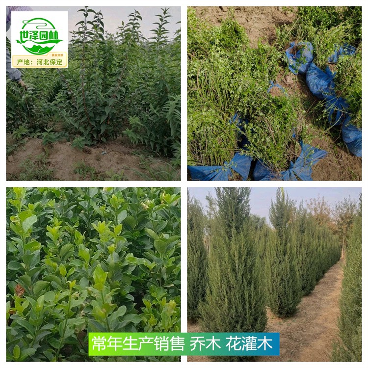 新疆塔城苗木厂家批发,乔木