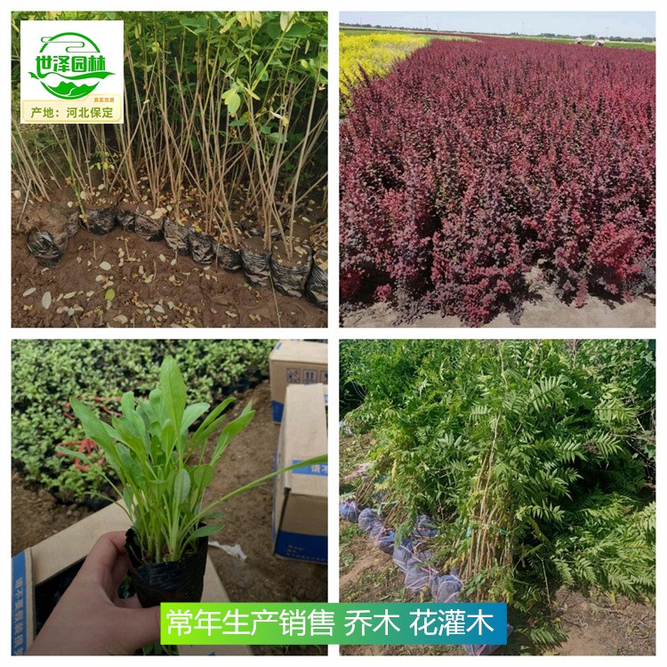 内蒙古赤峰苗木产地,花灌木