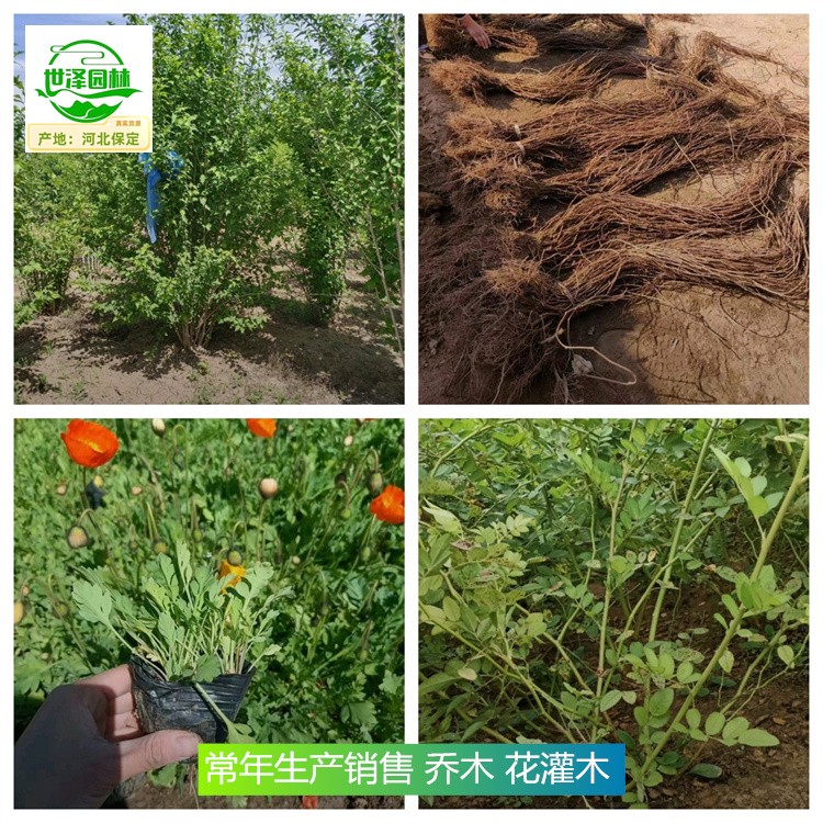 西藏阿里苗木批发价,花灌木