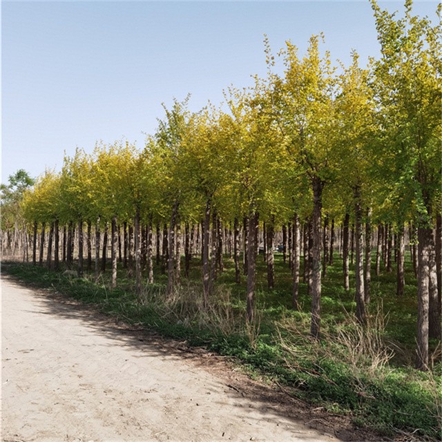 福州高接金叶榆