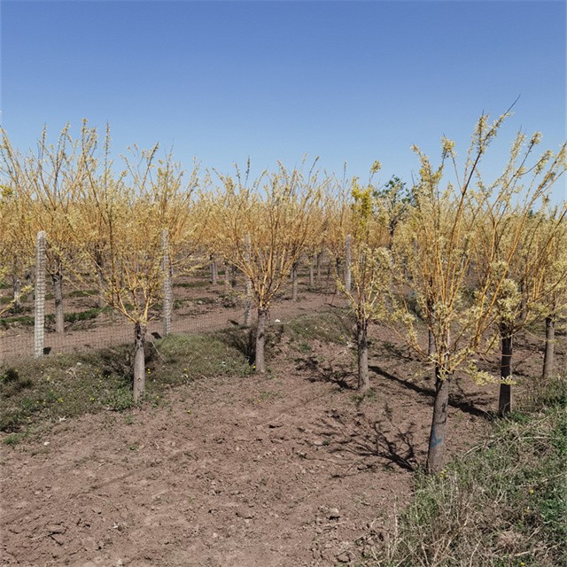 25公分金枝槐基地供应