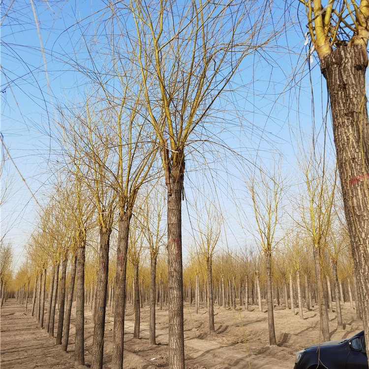 10公分金丝垂柳批发商,黄金柳