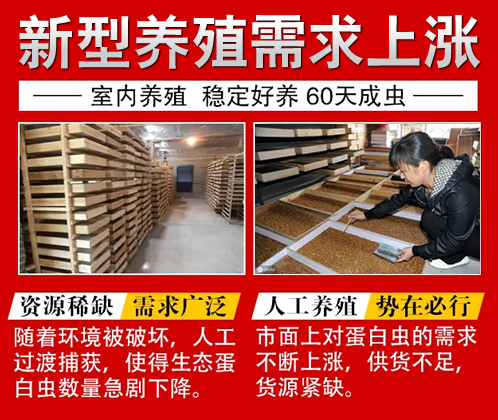 蛋白虫养殖真假 蛋白虫的养殖是骗局吗