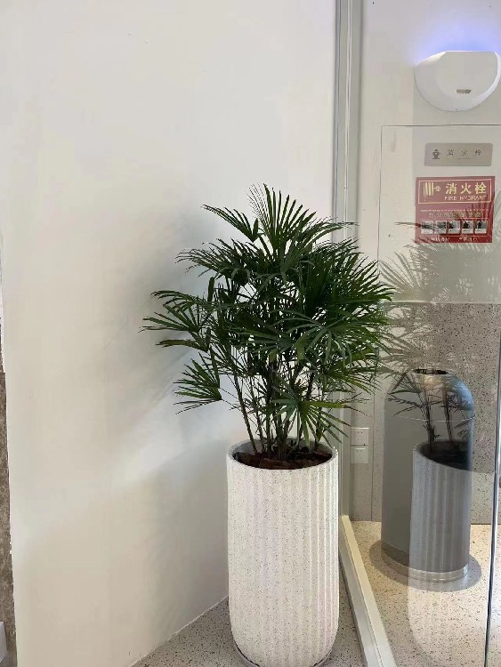 北京海淀区绿植租赁写字楼绿植花卉