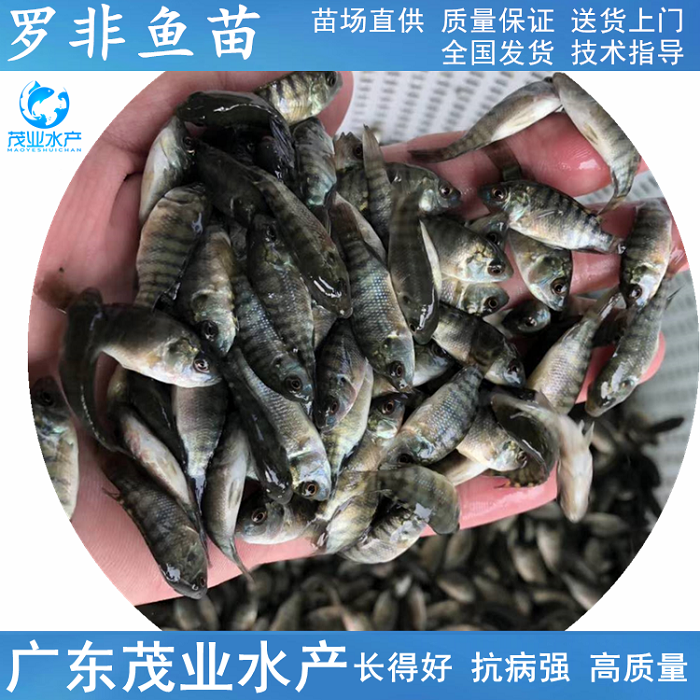揭阳海南一号罗非鱼罗非鱼苗罗非鱼苗价格