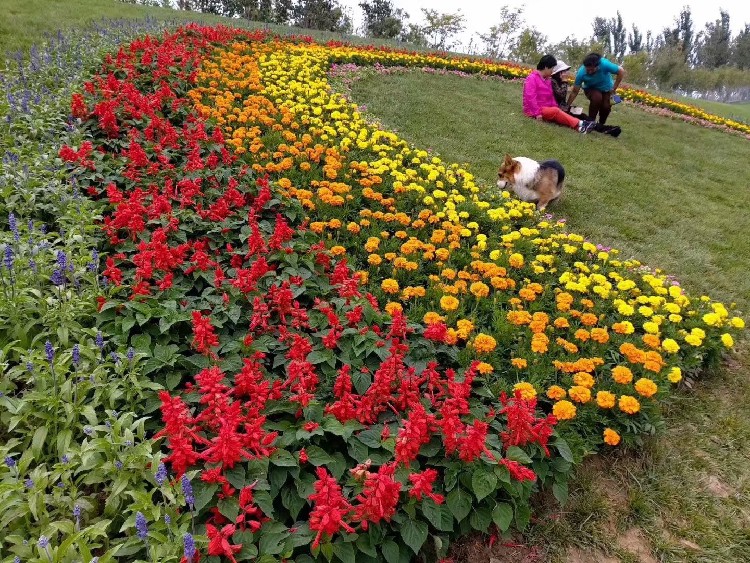 晓敏花卉山东草花价格,阳江销售山东草花基地