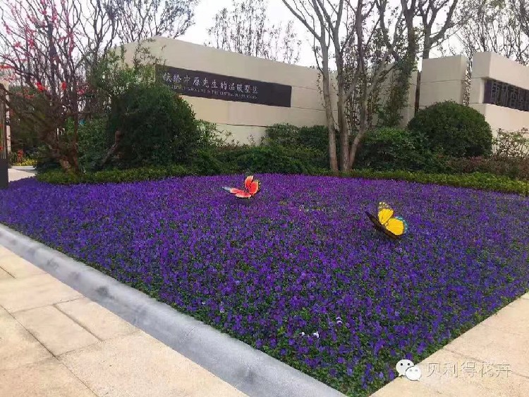 东丽青州草花市场