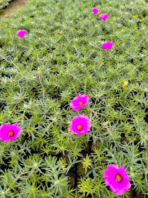 枣庄生产山东草花基地