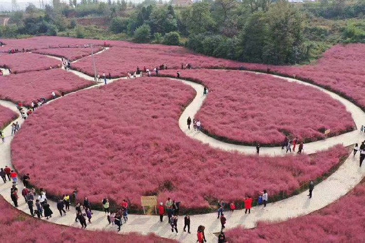 山东青州草花报价