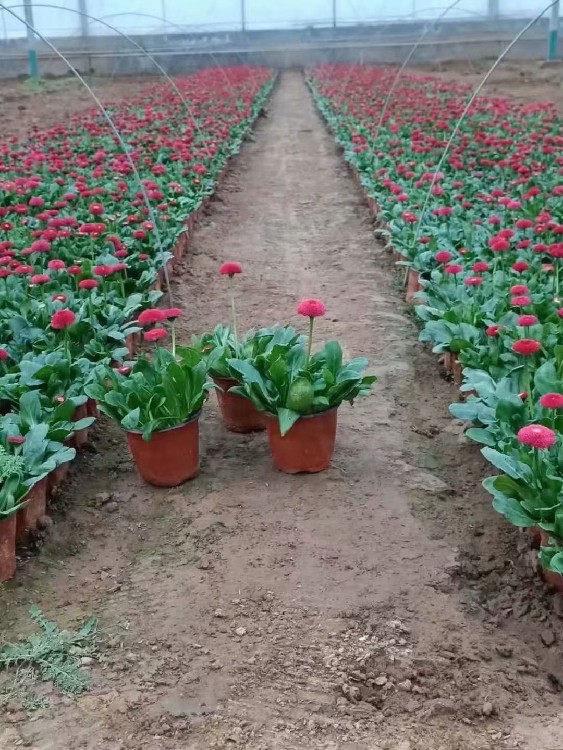 晓敏花卉青州草花基地,辽宁锦州义县供应草花基地