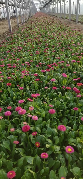 晓敏花卉山东草花基地,江苏淮安涟水县供应草花基地