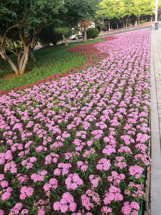 晓敏花卉花海小苗,河北唐山海港区山东花海小苗