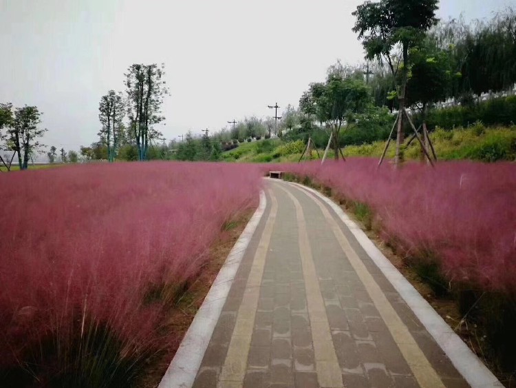 晓敏花卉花海,巴彦倬尔供应花海项目设计方案厂家