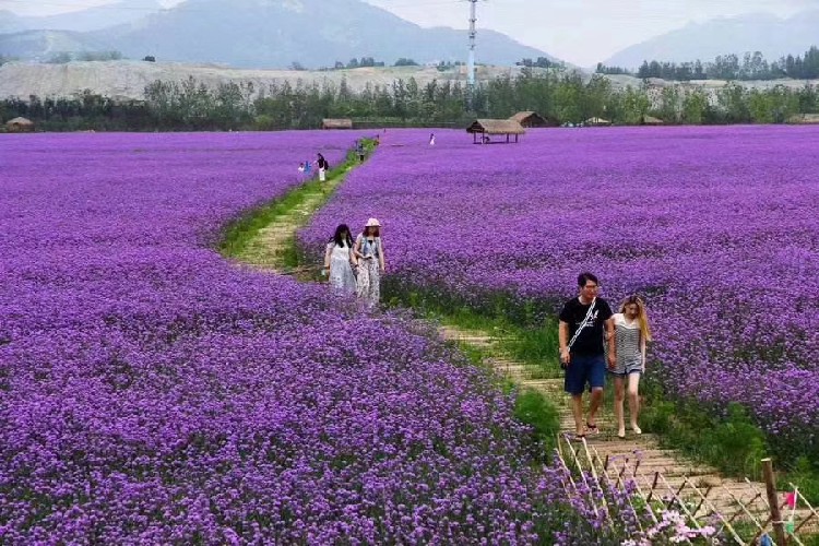 晓敏花卉马鞭草花海苗,山西晋城高平市销售山东柳叶马鞭草市场