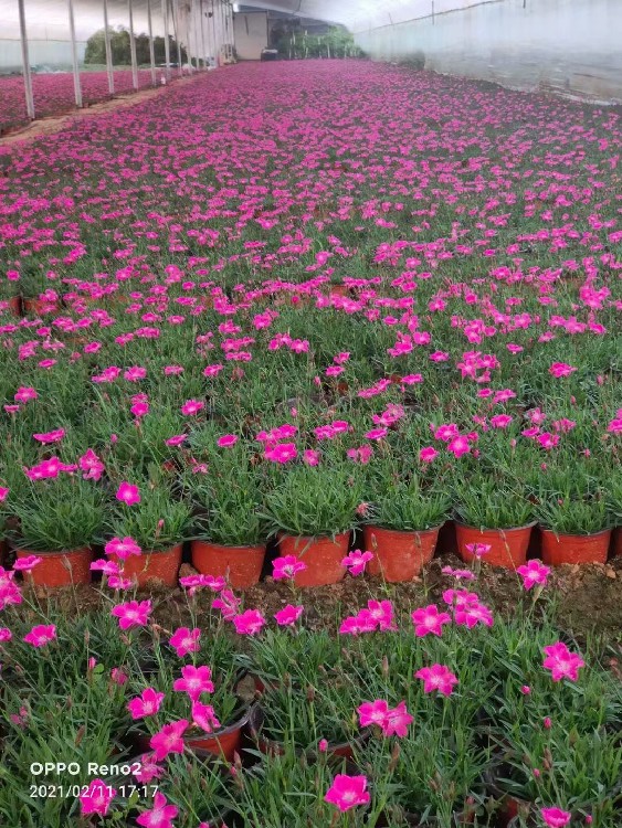 晓敏花卉草花批发基地,洛阳绿化草花供应基地