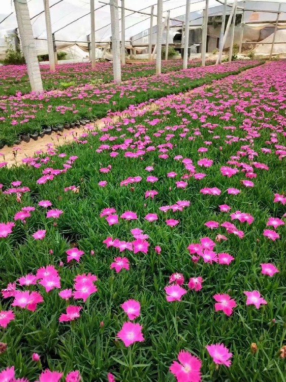 晓敏花卉欧石竹小苗,内蒙古包头石拐区供应青州欧石竹花海苗报价