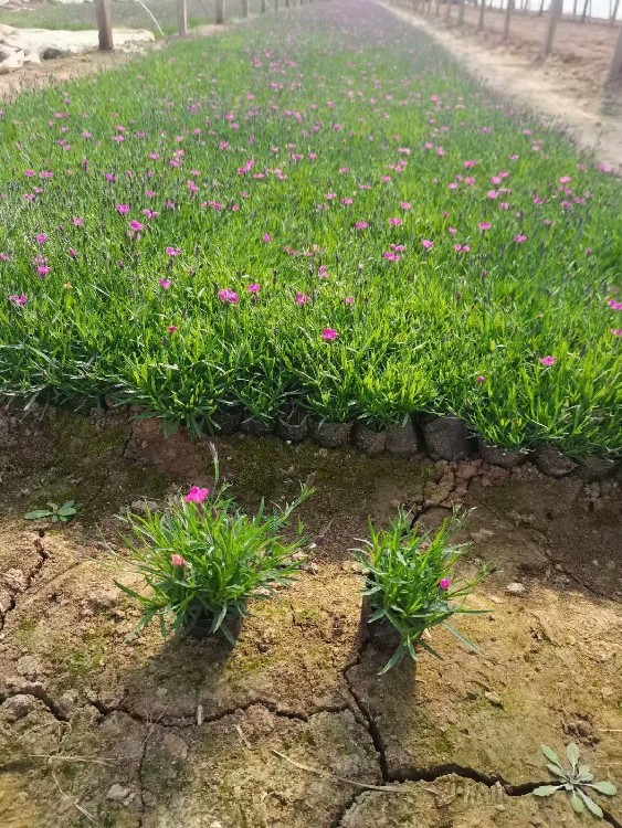 辽宁锦州黑山县欧石竹花海,欧石竹小苗