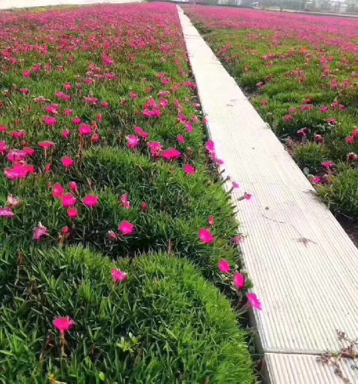 河北保定涿州供应青州欧石竹花海苗出售,青州欧石竹基地