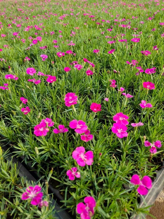 晓敏花卉欧石竹花海苗,广东河源连平县供应欧石竹